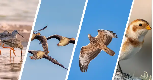 Timing Your Autumn Birding