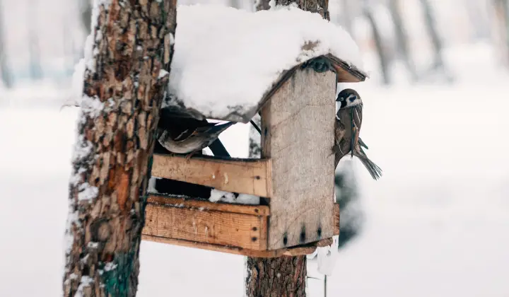 Birds on a seed container