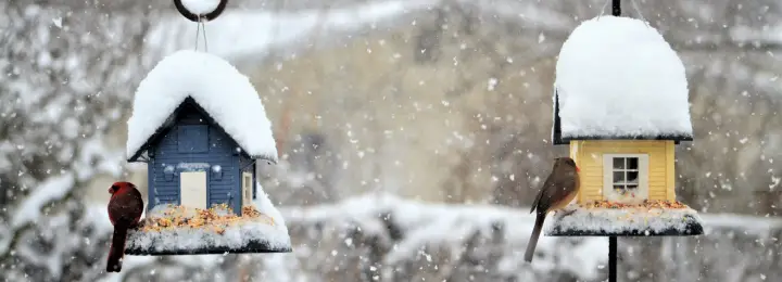 Birds on a seed container
