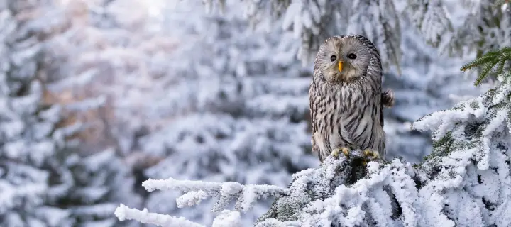 Ural Owl
