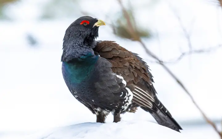Western Capercaillie