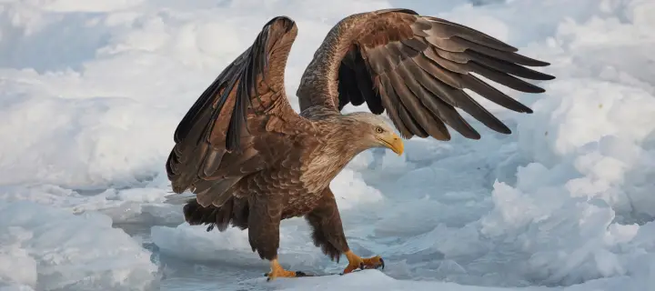 White-tailed Eagle