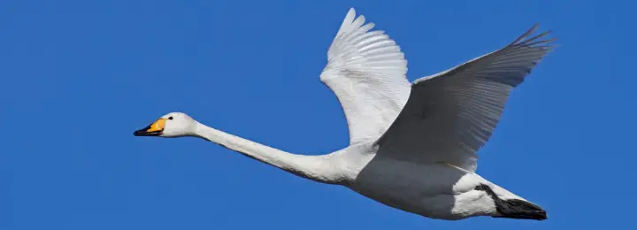 Whooper- Swan