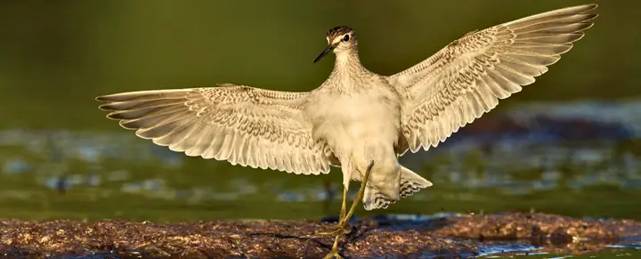 Wood Sandpiper