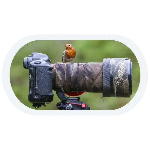 A robin bird standing on a camera
