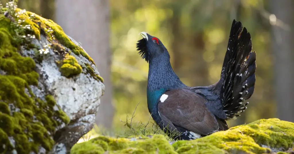 Western Capercaillie