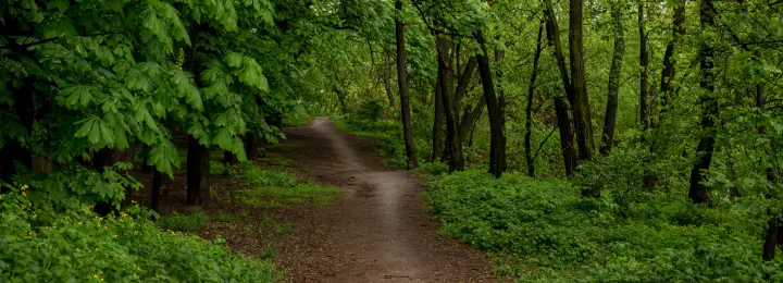 Accessibility Considerations