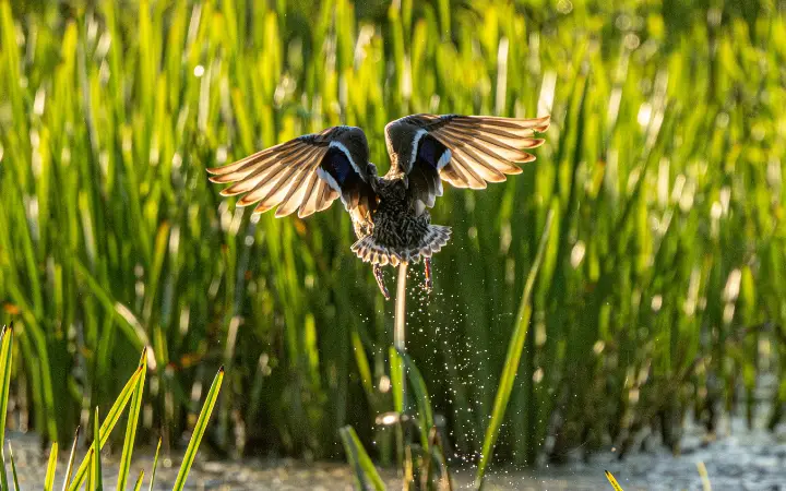 Female Mallard Begins Flight
