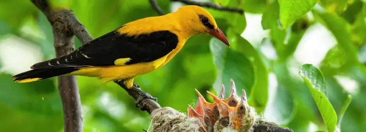 Golden Oriole
