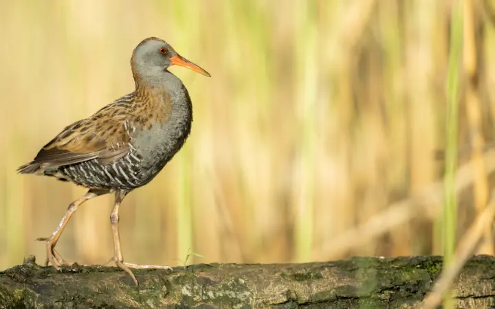 Water Rail